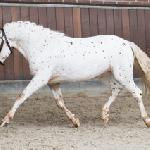 Dandy van het Bovenland