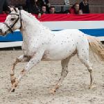 Dandy van het Bovenland