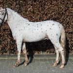 Dandy van het Bovenland