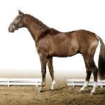 Don Juan de Hus ex Diovannie