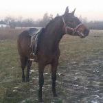Mustang