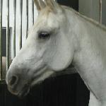 Melly