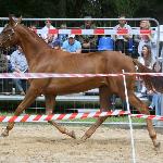 Endorfina