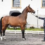 Chochla<br /><i>Jesienny Przegląd Hodowlany, SK Racot, 21.09.2017</i>
