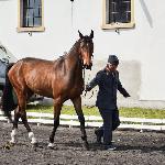 Chochla<br />&copy; J.Ł.<br /><i>Wiosenny Przegląd Hodowlany w SK Racot 27 kwietnia 2018</i>
