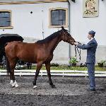Artemia<br />&copy; J.Ł.<br /><i>Wiosenny Przegląd Hodowlany w SK Racot 27 kwietnia 2018</i>
