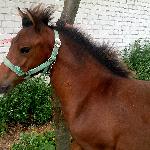 Sosna