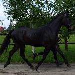 Kolorado