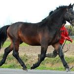 Amaro