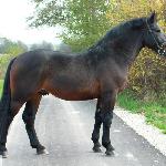 Amaro