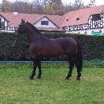 Amaro