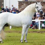 Linsfort Barney