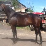 Monsun