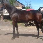 Monsun