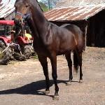 Monsun
