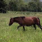 Wikalina
