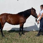 Wikalina