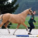 Luxuria J<br />&copy; Palomino&Cremello Jaskulscy