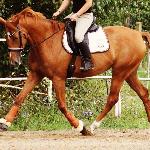 Ambrozja