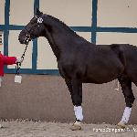 Lancelot - II pokaz ogierów licencjonowanych Partynice 2017<br />&copy; faraa