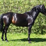 Beauty Sultana