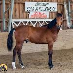 Springhill Coen