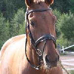 Källbackas Ettore