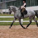 Romeo VII ex. Romeo