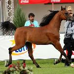 Dastan - Dastan 2016<br />&copy; Anna Pyzara-Ratajczak