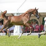 Emanolla - XXVI Młodzieżowy Czempionat Koni Czystej Krwi Arabskiej SO Białka<br />&copy; Ewa Imielska-Hebda