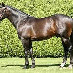 Dansili<br />&copy; juddmonte.com