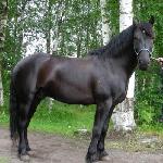 Storm Prinsen