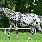 Faraon ex Fighter<br />&copy; Paulina Peckiel