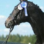 Lapinjärvi Wilma Dancer