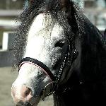 Elfen Fandaran