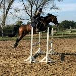 Chatman Diamand Martendonk Z