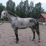Bajamo
