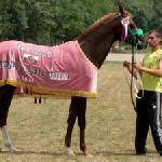 Armeec / Armeets