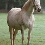 Daltawa