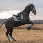 Jaros<br />&copy; Weronika Milewska