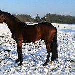 Cash Back L<br /><i>https://www.kjagrohandel.pl/images/2019/konie-sprzedane/cash-back-l/Cash-Back-L-II-17-01-2017.jpg</i>