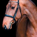 Clear One<br />&copy; Oliwia Chmielewska/Wechta Equestrian