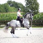 Tailormade Lancelot - Ellen McCarthy i Tailormade Lancelot<br /><i>zdjęcie ze strony stanówki ogierem, Equine Global Sires</i>