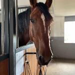Veimor