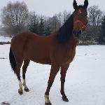 Lila