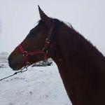 Lila