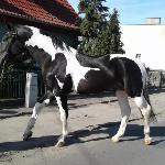 Dragon<br /><i>Zdjęcie z ogłoszenia na olx.pl</i>
