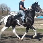 Dragon<br /><i>Zdjęcie z ogłoszenia na olx.pl</i>
