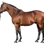 Dubawi