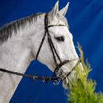 Cassio Melloni - Cavaliada Lublin 2017<br />&copy; Oliwia Chmielewska - chmielewskafoto.pl